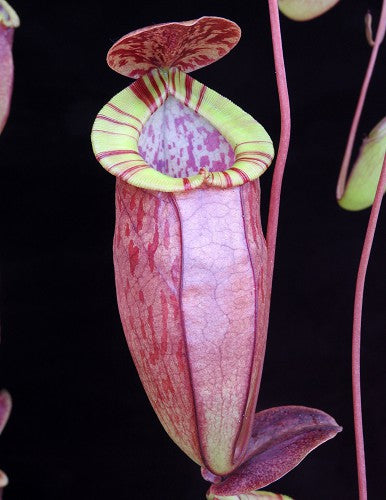 Nepenthes eustachya x tenuis BE-3971