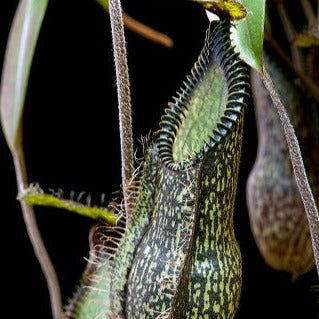 Nepenthes hamata 'Gng Tambusisi'