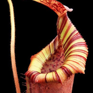 Nepenthes (veitchii x lowii) x (burbidgeae x edwardsiana) BE-3980