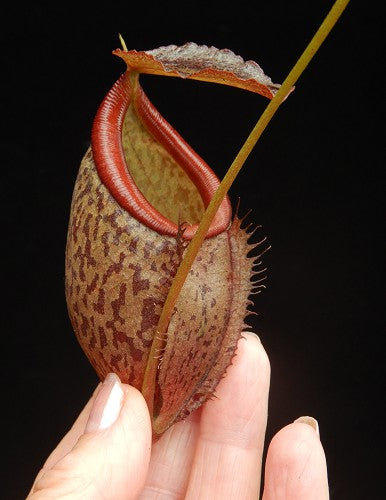 Nepenthes (hamata x glabrata) x tenuis