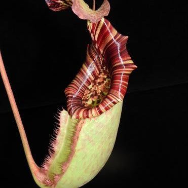 Nepenthes burbidgeae x (veitchii x lowii)