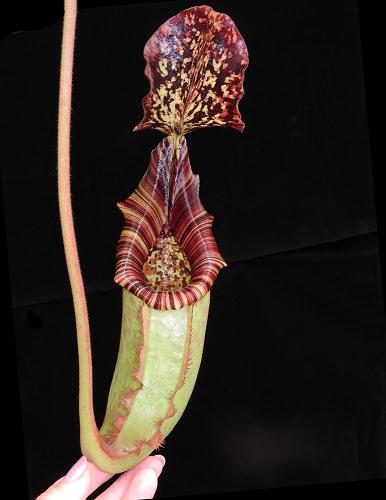 Nepenthes burbidgeae x (veitchii x lowii)