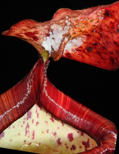 Nepenthes peltata