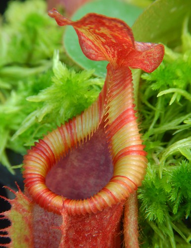 Nepenthes villosa x veitchii BE-4045