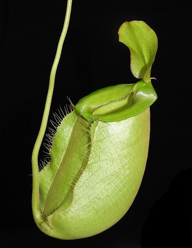 Nepenthes spathulata x ampullaria