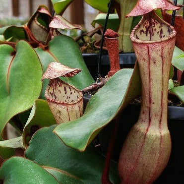 Nepenthes clipeata