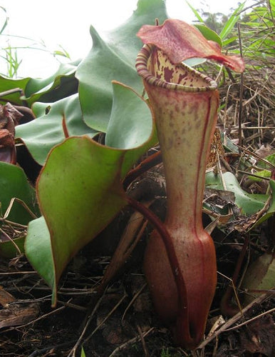 Nepenthes clipeata