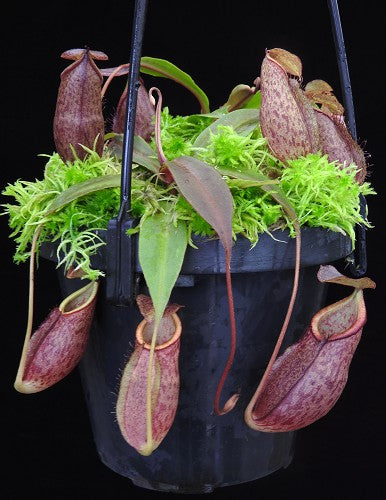 Nepenthes gymnamphora (Talakmau)