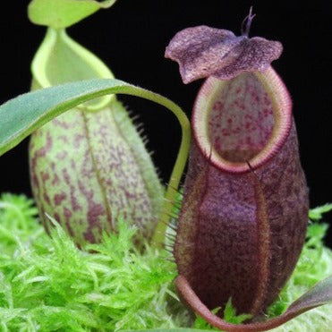 Nepenthes gymnamphora (Talakmau)