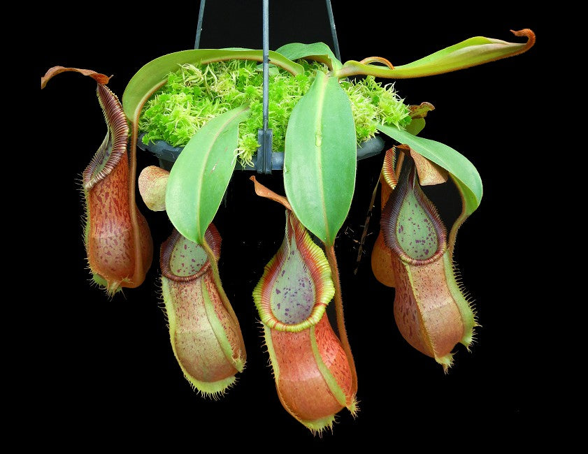 Nepenthes hamata x veitchii BE-4086