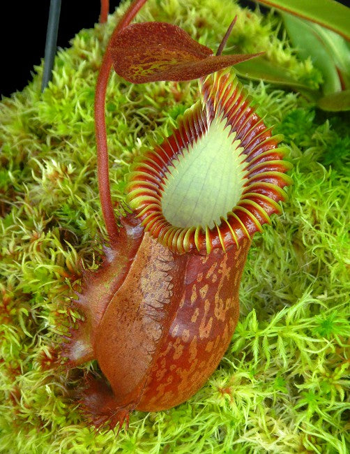 Nepenthes villosa x hamata BE-4099