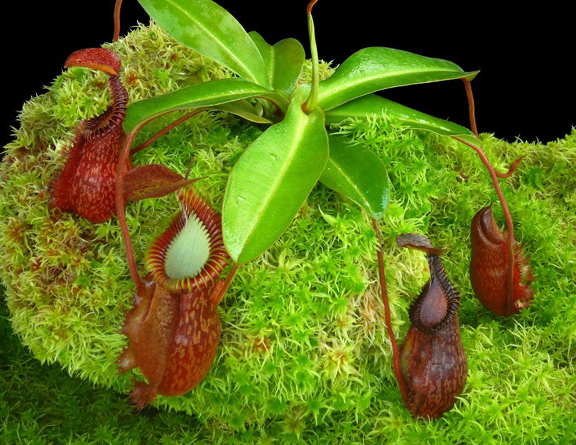 Nepenthes villosa x hamata BE-4099