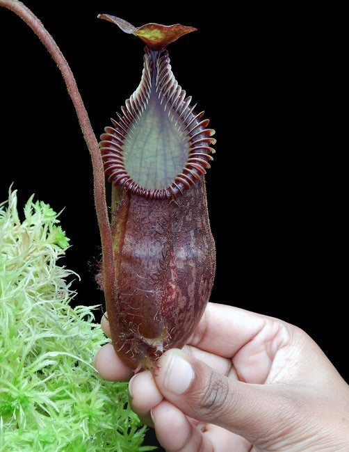 Nepenthes villosa x hamata BE-4099