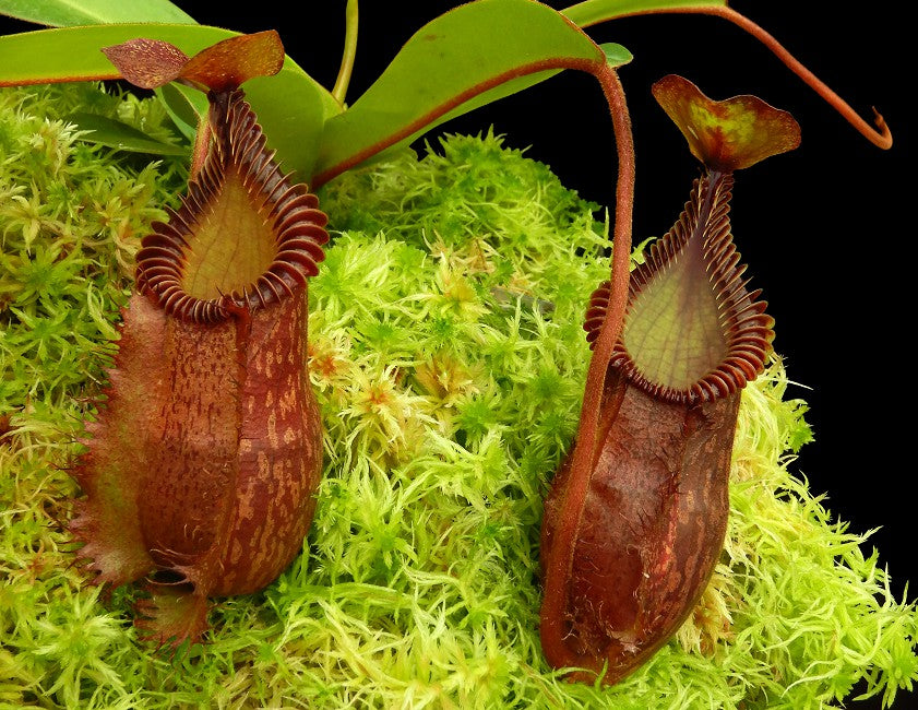 Nepenthes villosa x hamata BE-4099