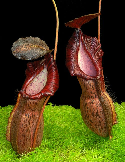 Nepenthes 'Helen' BE-4528