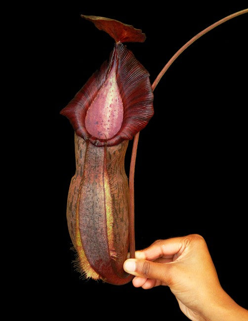 Nepenthes 'Helen' BE-4528