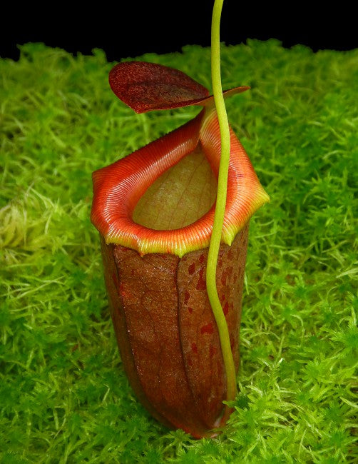 Nepenthes burkei x tenuis BE-4535