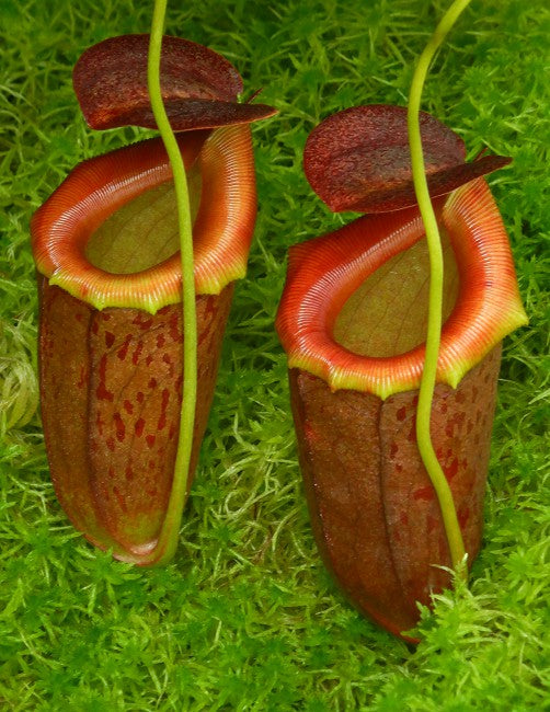 Nepenthes burkei x tenuis BE-4535