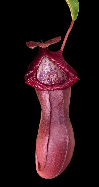 Nepenthes singalana x ventricosa 'Bill Bailey'