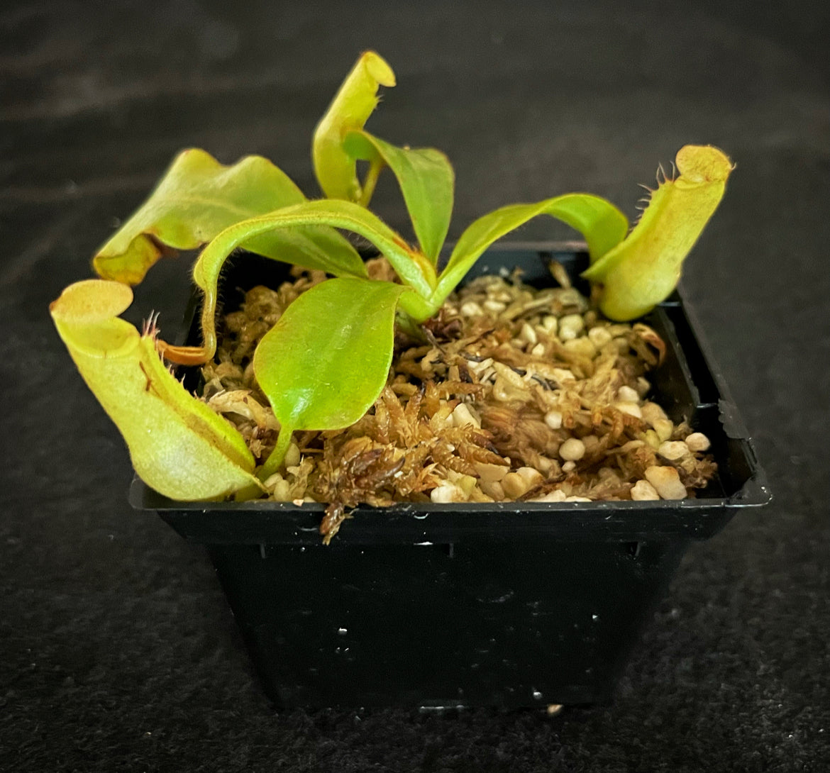 Nepenthes veitchii Bario Gold SG