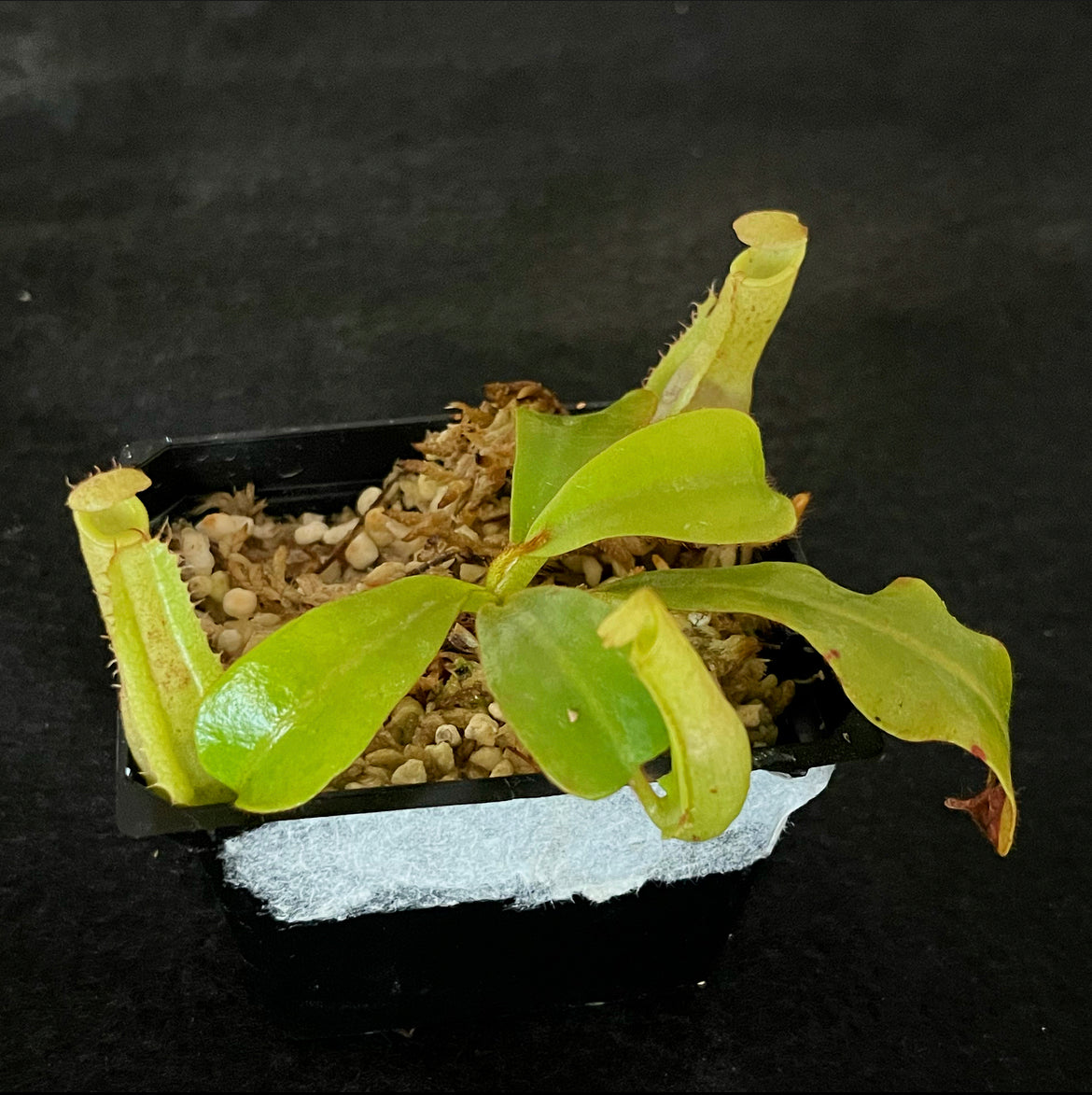 Nepenthes veitchii Bario Gold SG