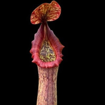 Nepenthes (maxima x boschiana) x truncata