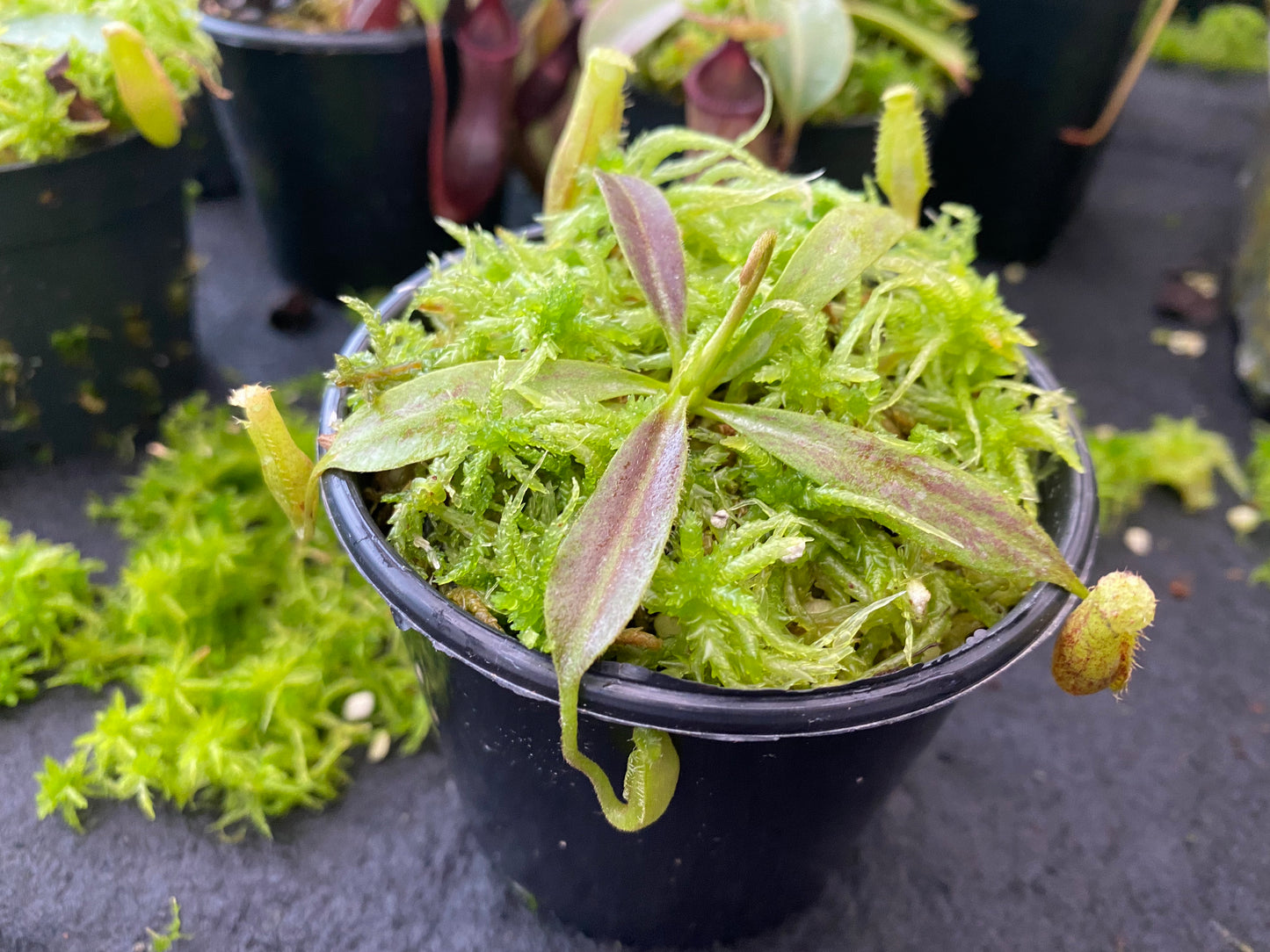 Nepenthes maxima "wavy leaf"