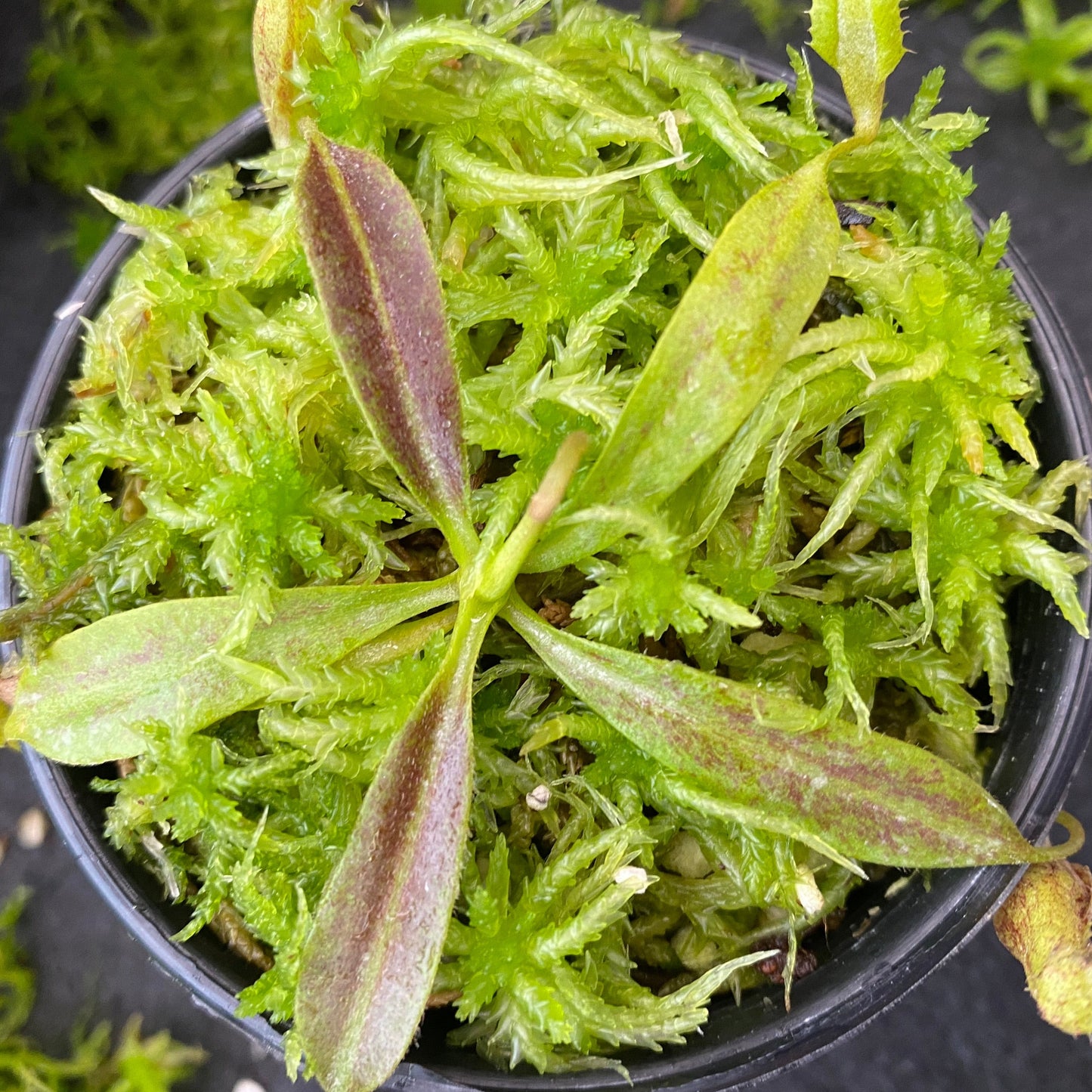 Nepenthes maxima "wavy leaf"