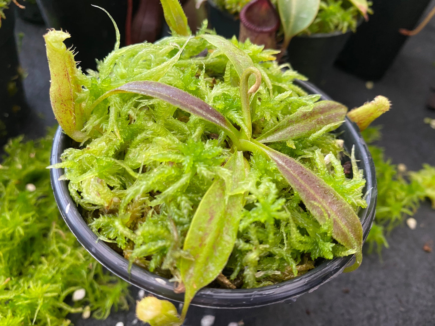 Nepenthes maxima "wavy leaf"