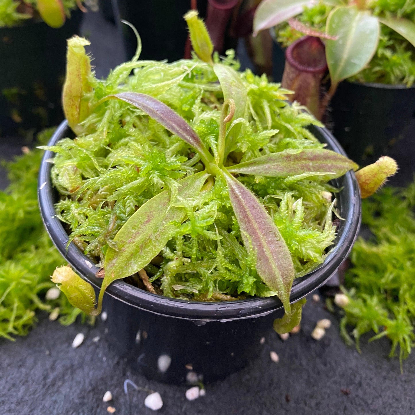 Nepenthes maxima "wavy leaf"