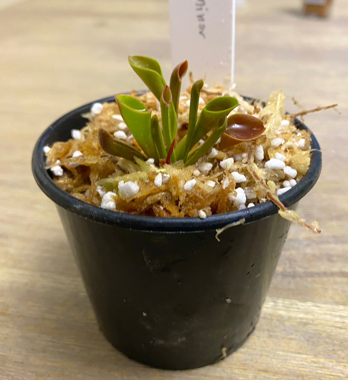 Heliamphora minor