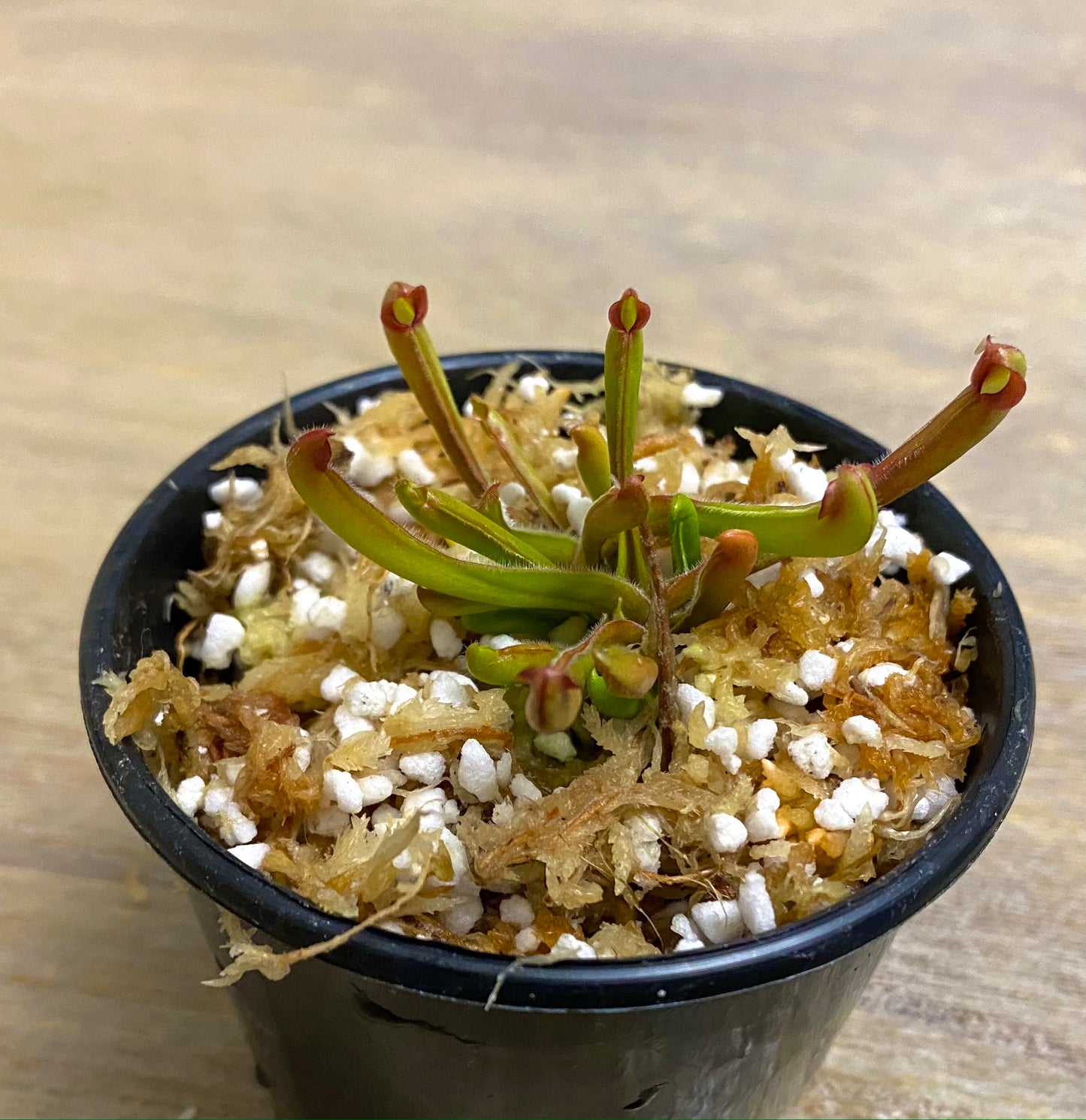 Heliamphora nutans