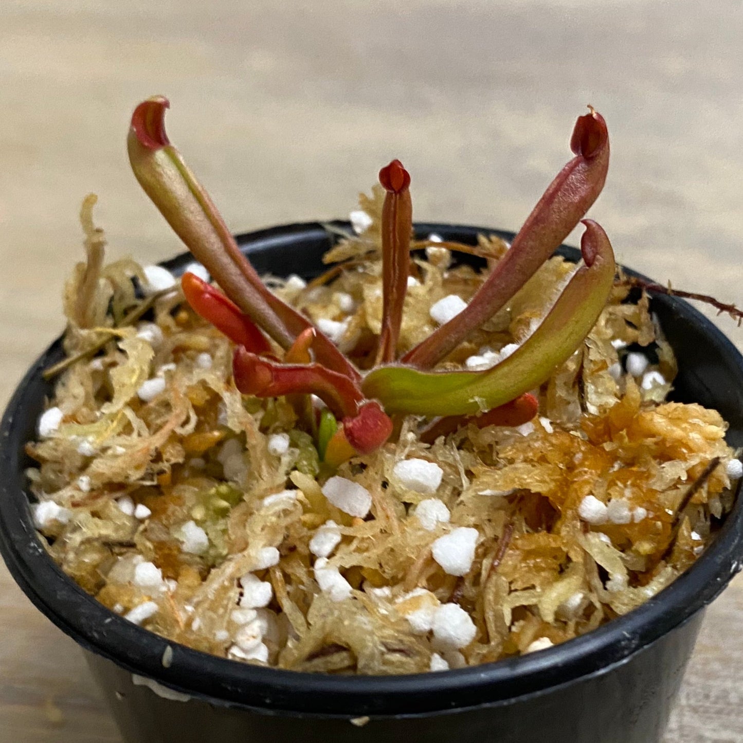 Heliamphora nutans