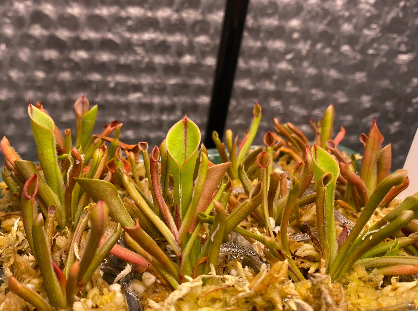 Heliamphora minor