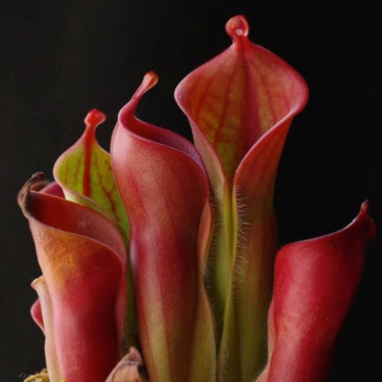 Heliamphora minor