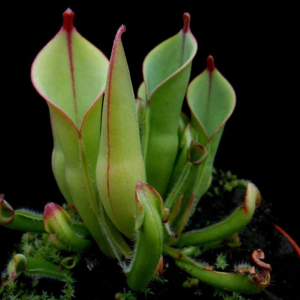 Heliamphora heterodoxa x minor