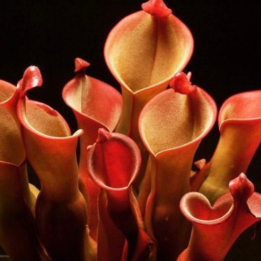 Heliamphora nutans