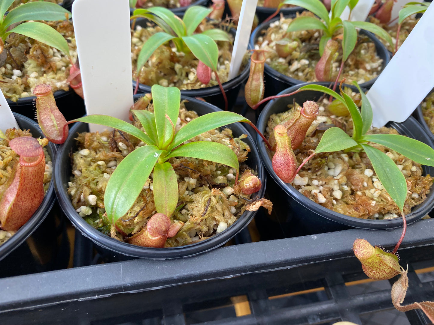 Nepenthes ventricosa x mira "Binky"