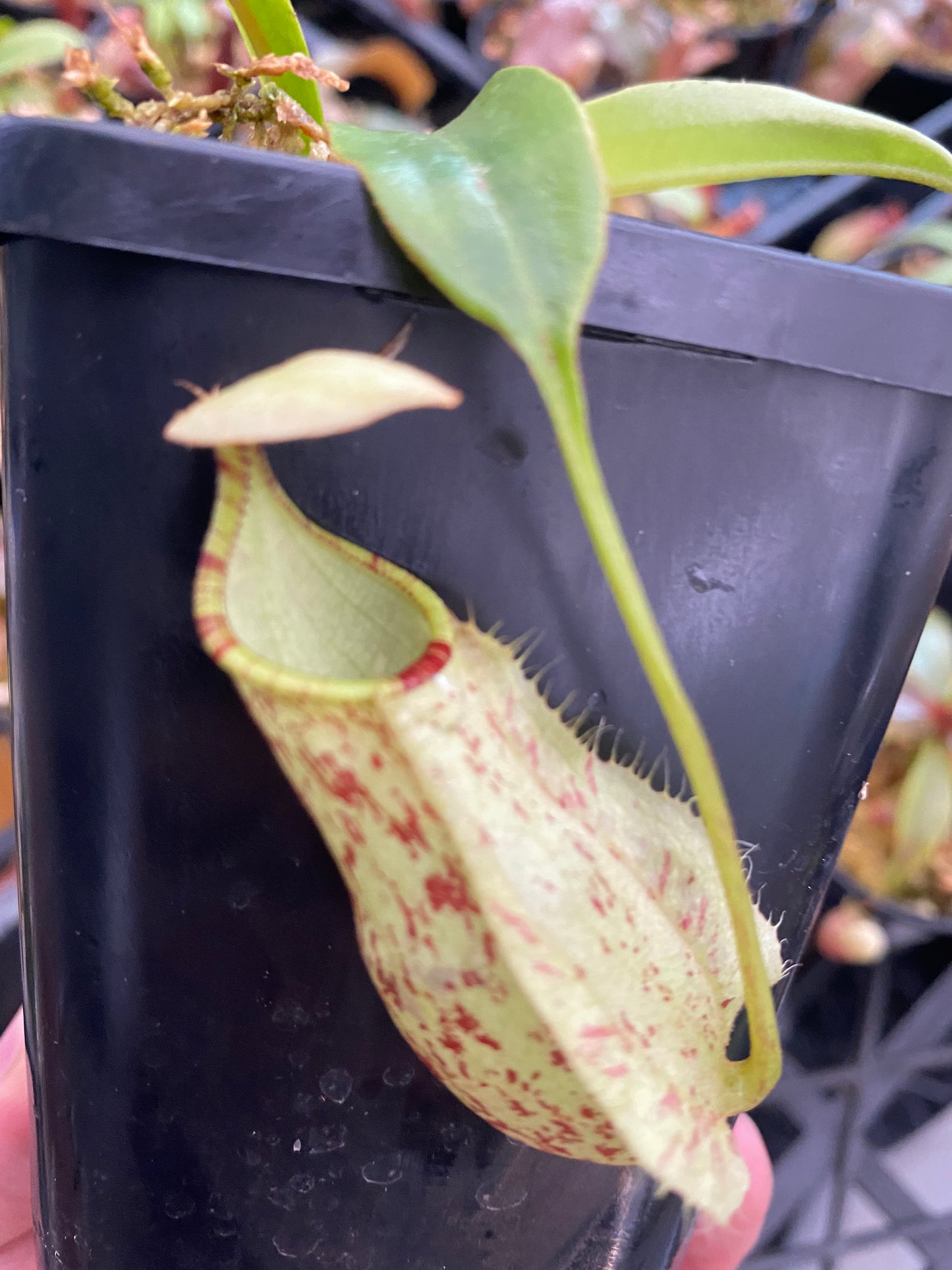 Nepenthes rafflesiana "Singapore giant"