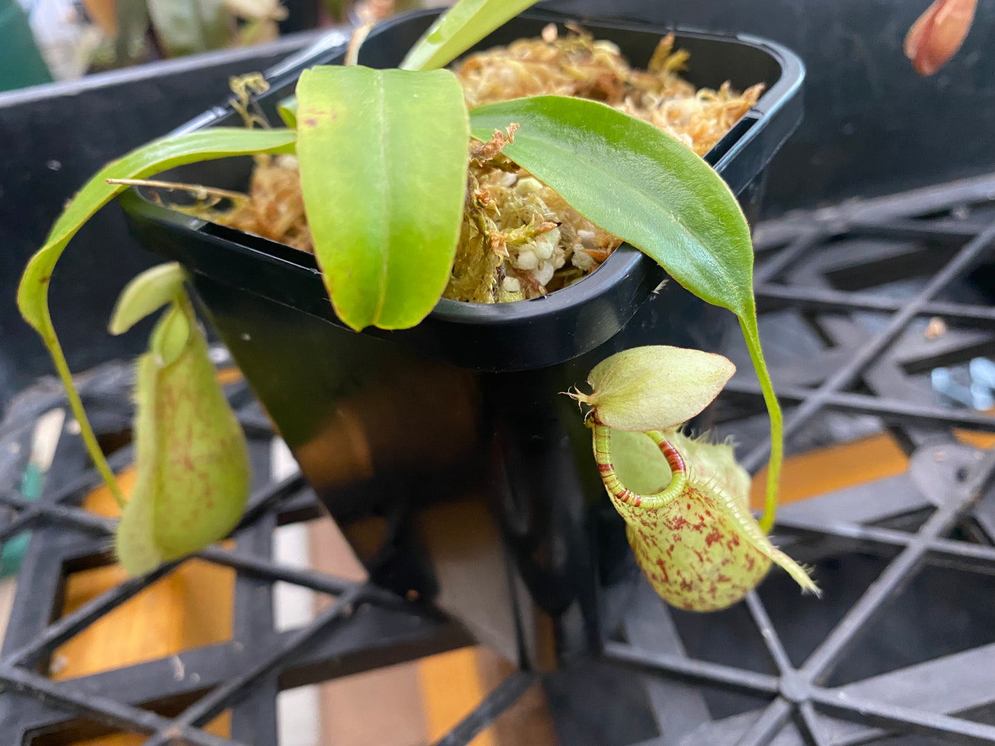 Nepenthes rafflesiana "Singapore giant"