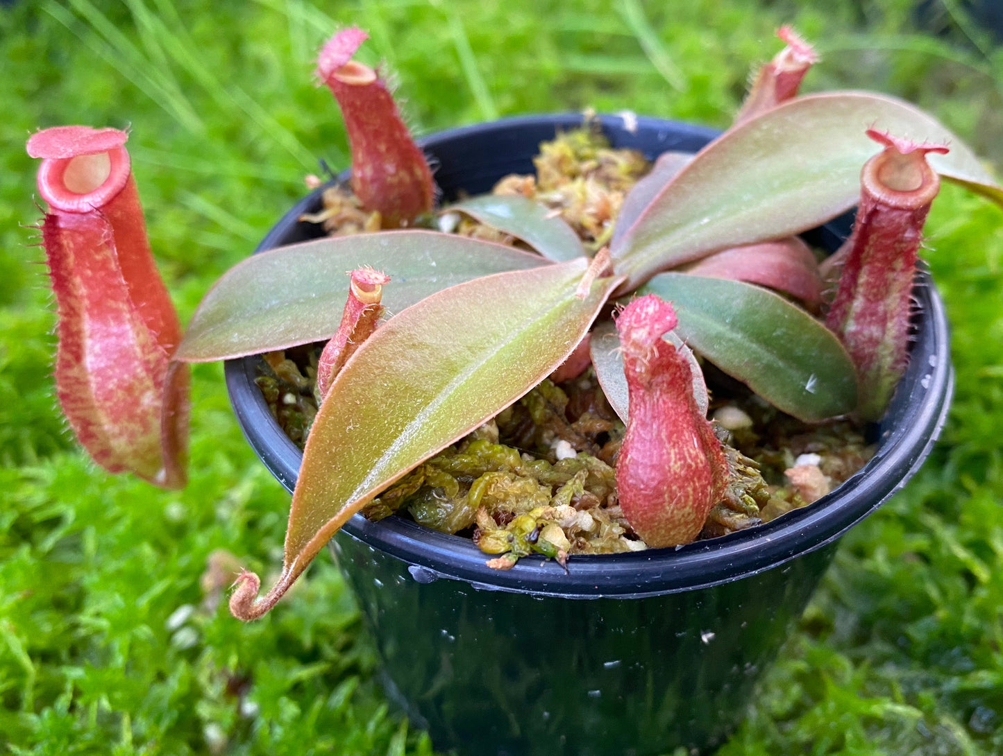 Nepenthes ampullaria x ventricosa "Bloody Mary”