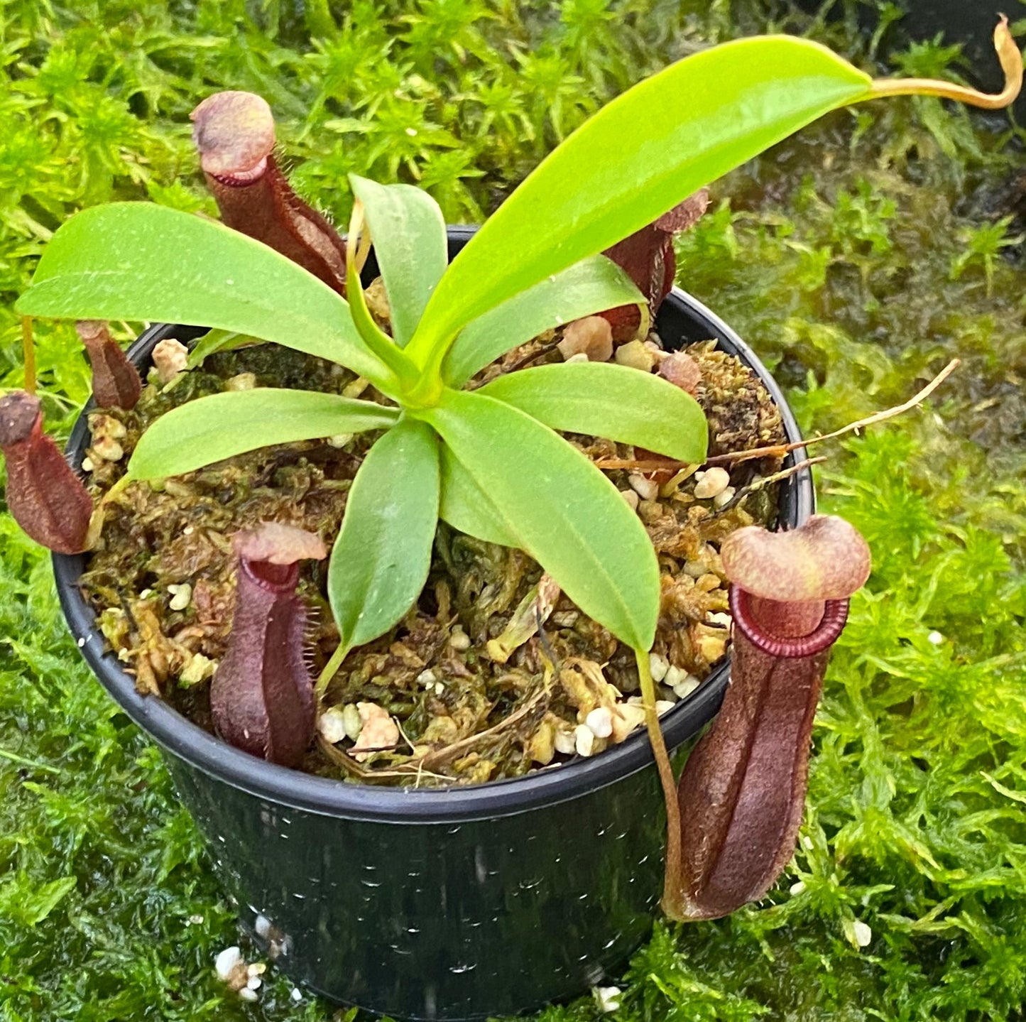 Nepenthes singalana x ventricosa 'Bill Bailey'