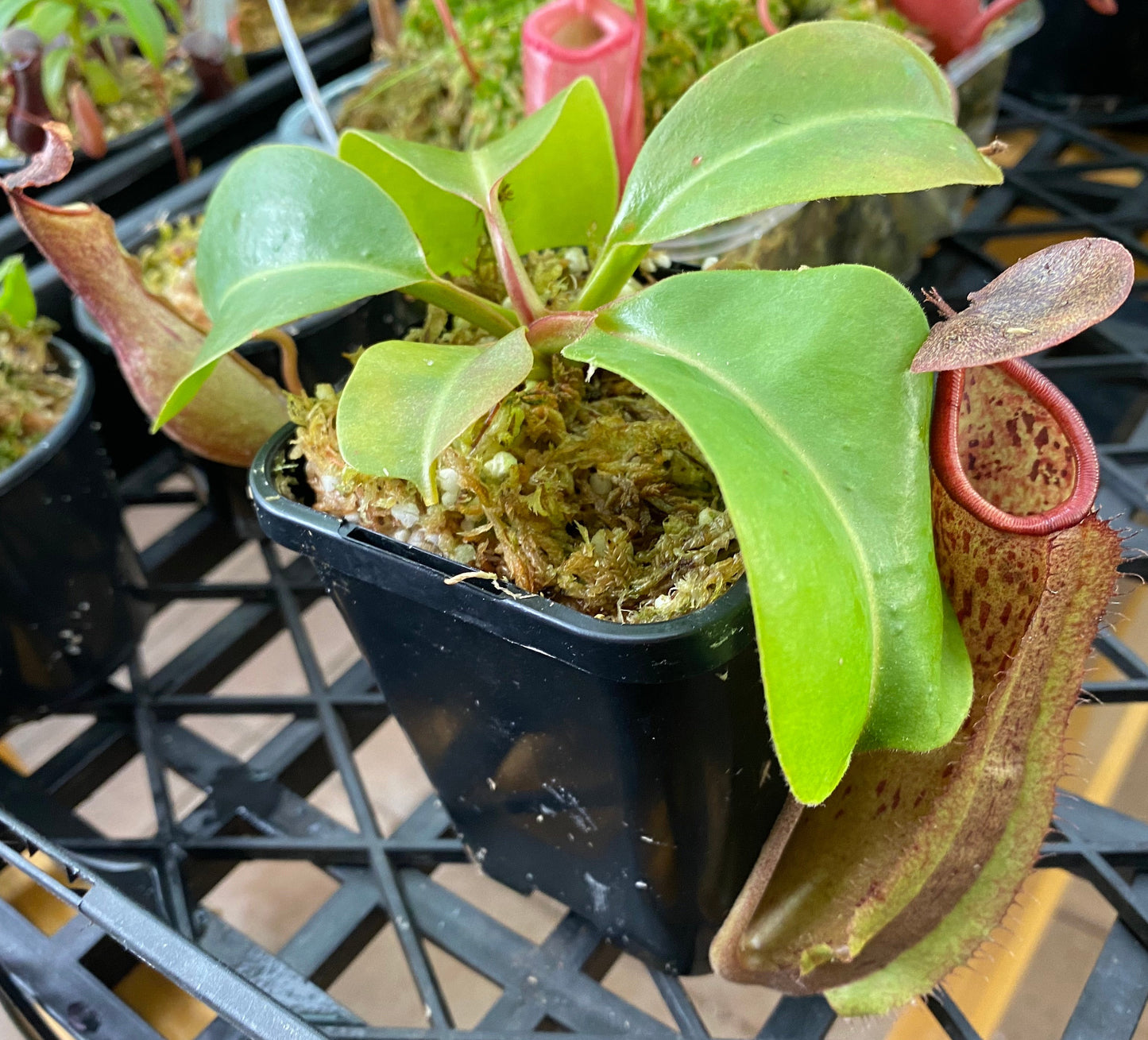 Nepenthes (maxima x boschiana) x truncata