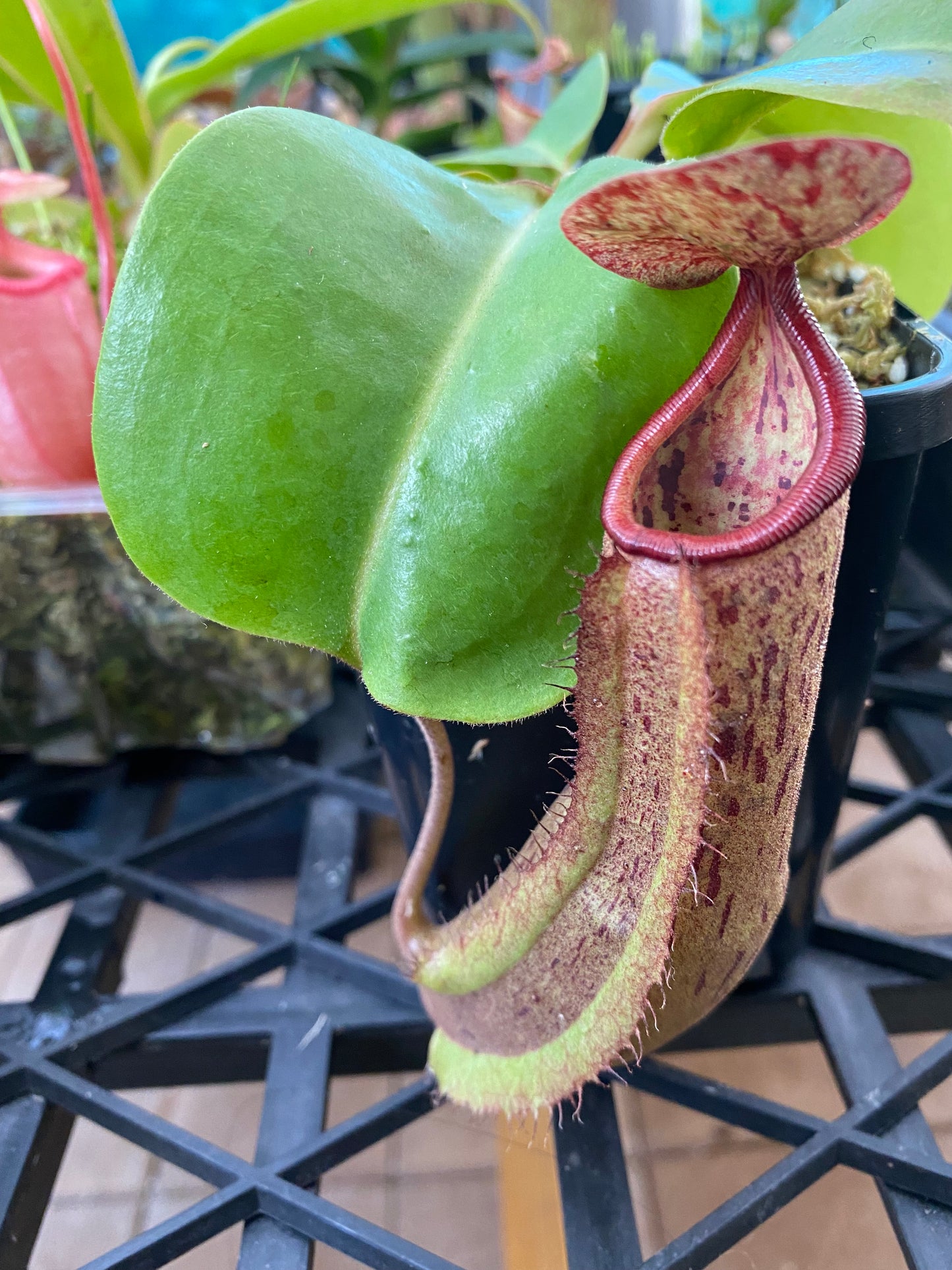 Nepenthes (maxima x boschiana) x truncata