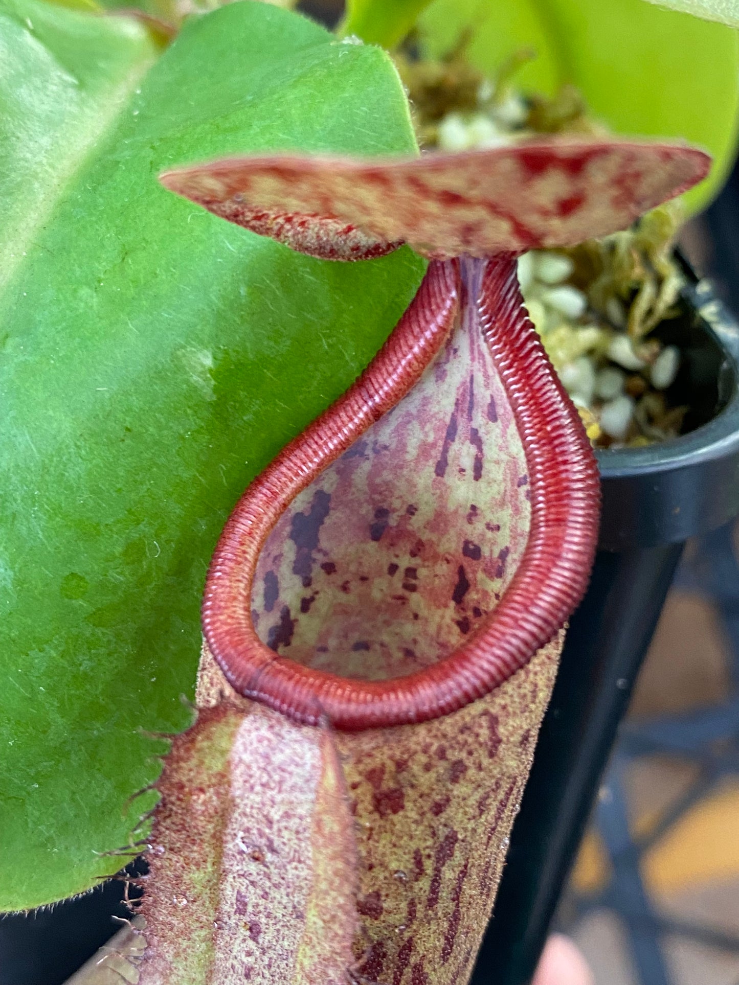 Nepenthes (maxima x boschiana) x truncata