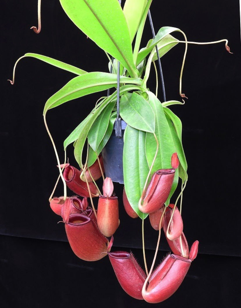 Nepenthes ampullaria x (sibuyanensis x ventricosa) ‘Diana’