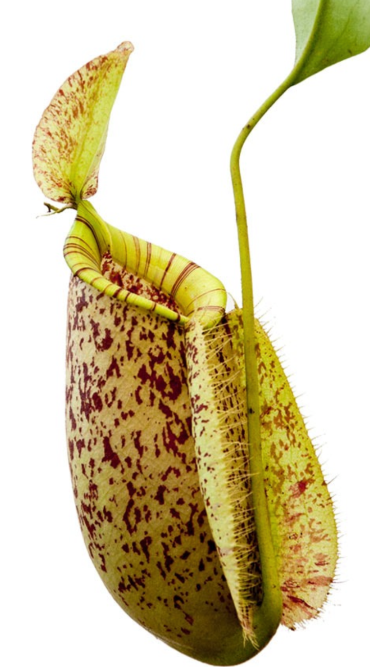 Nepenthes rafflesiana x ampullaria "Susan"