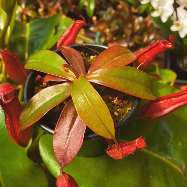 Nepenthes ampullaria x ventricosa "Bloody Mary”