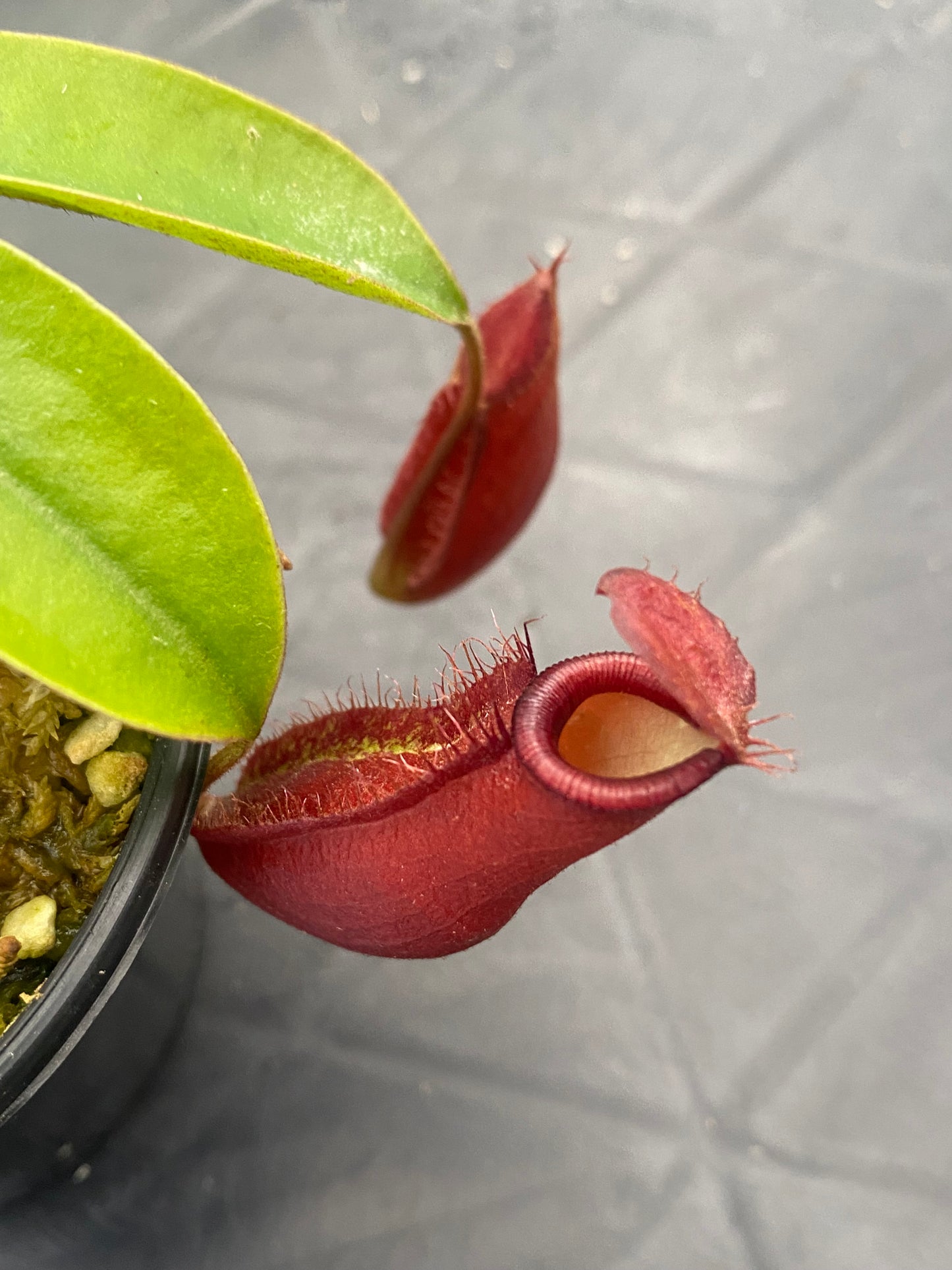 Nepenthes ampullaria x (sibuyanensis x ventricosa) ‘Diana’