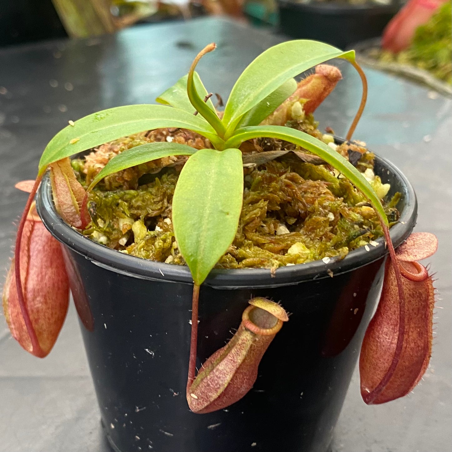 Nepenthes ventricosa x mira "Binky"